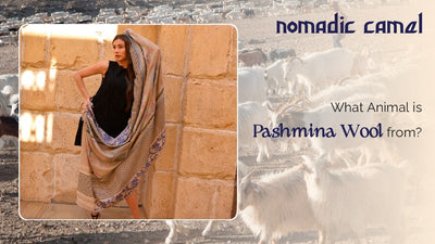 What Animal is Pashmina Wool from?